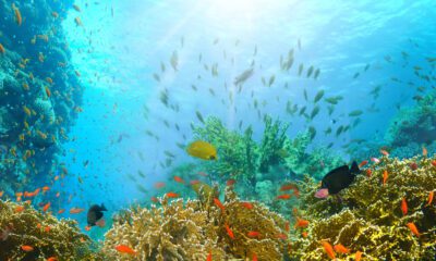 A picture from inside of sea