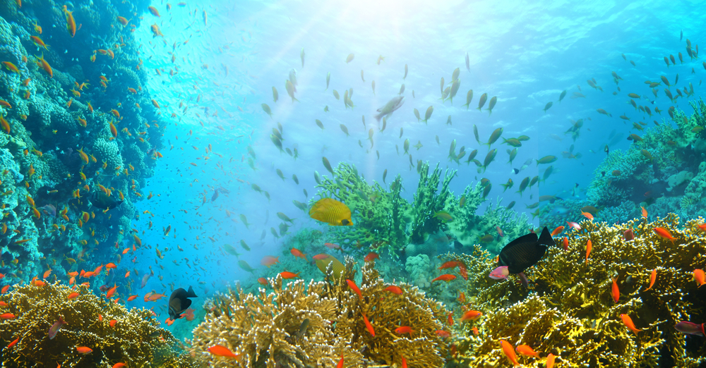 A picture from inside of sea