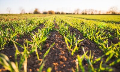 Fascist Green Shoots