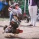 Game fowls in a cockfighting derby