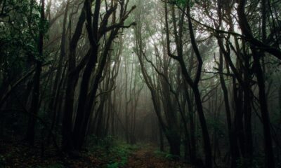 photo by Francesco Ungaro from pexels.com