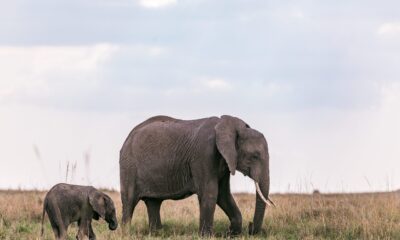 Photo by Antony Trivet from Pexels