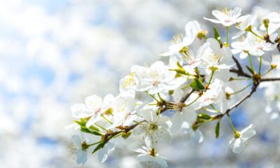 Photo by PhotoMIX Company from Pexels