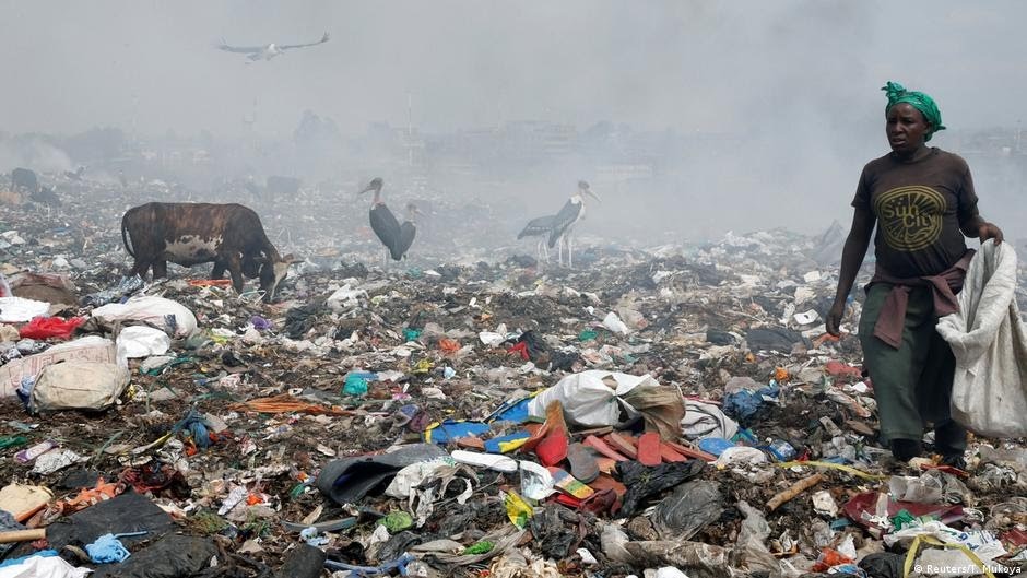 Animals eating waste