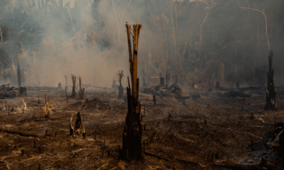 Accelerating Deforestation in the Amazon Rainforest Threatens Ongoing Climate Change Crisis