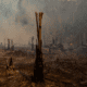 Accelerating Deforestation in the Amazon Rainforest Threatens Ongoing Climate Change Crisis