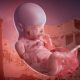 How-Gazas-Reproductive-Life-Was-Systematically-Destroyed